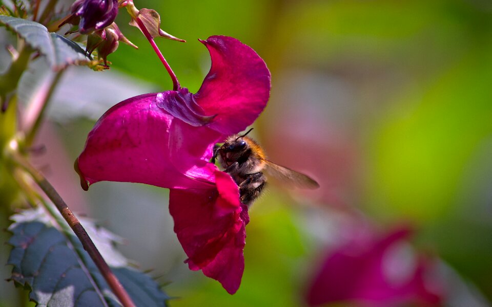 Work the collection of insects