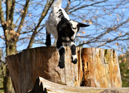 Romp cute small