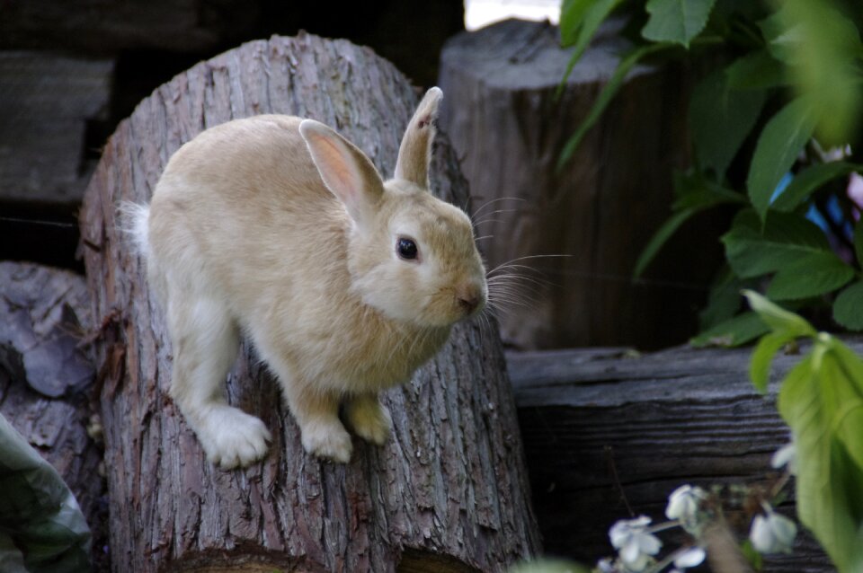 Hares natural wild animals