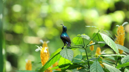 Small male standing