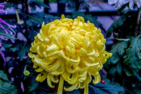 Plant yellow petals photo
