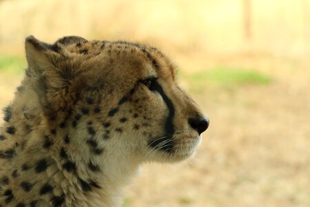 Cheetah animal profile photo
