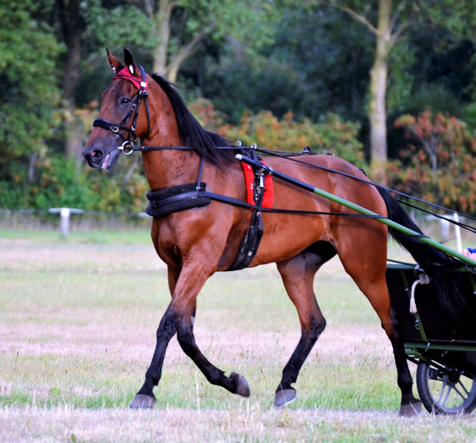 Mare equestrian horses