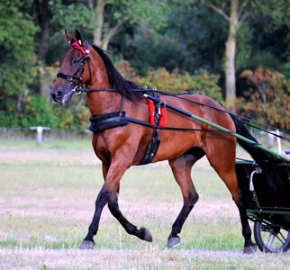 Mare equestrian horses