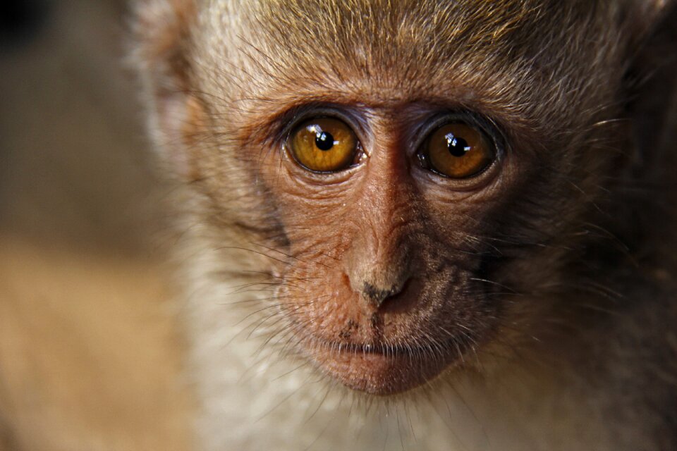 Animals funny face