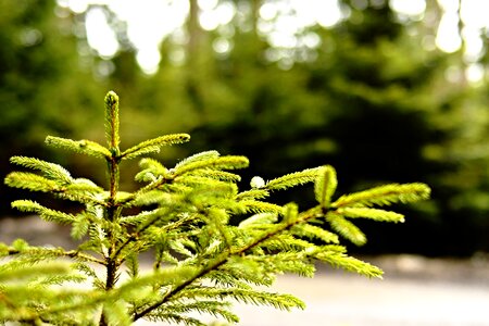 Trees conifer evergreen photo