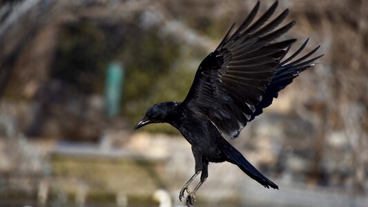 Animal birds black