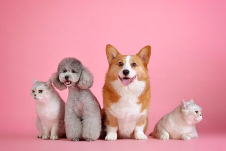 Dog cute wallpaper pink photo
