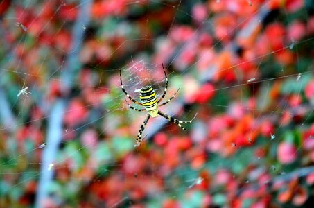 Autumn yellow spider