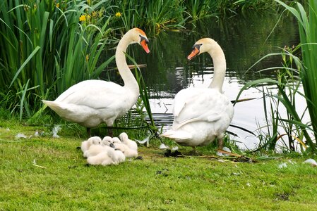 Nature waterfowl swan
