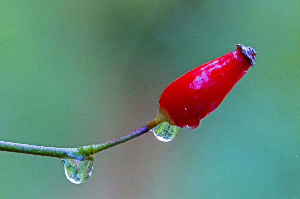 Rain roses wild rose