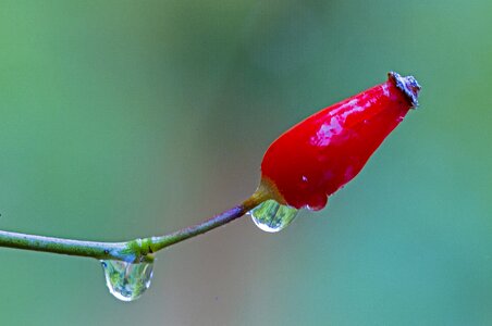 Rain roses wild rose