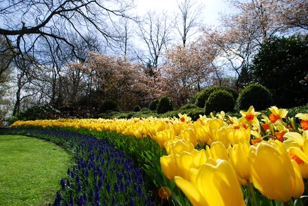 Spring keukenhof netherlands photo