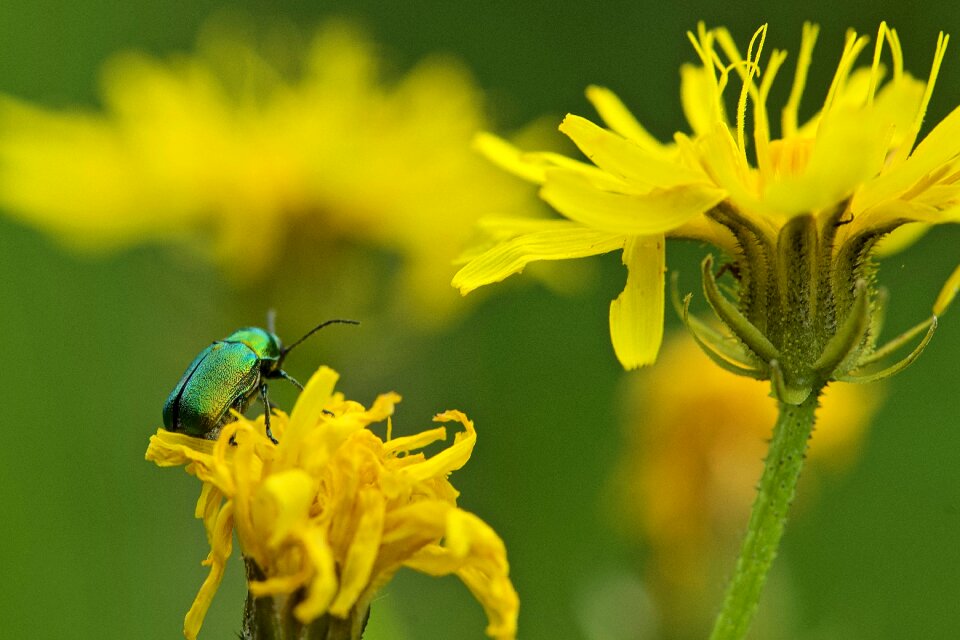 Insect macro-photo beetle