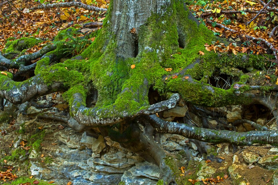 Rooted mis shapen log