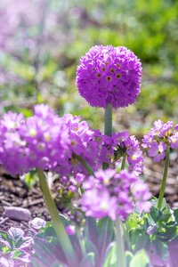 Purple purple flower blossom