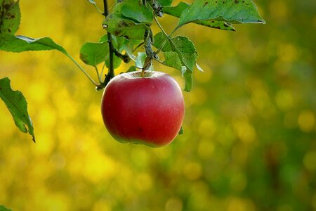 Apple paradise fruit health