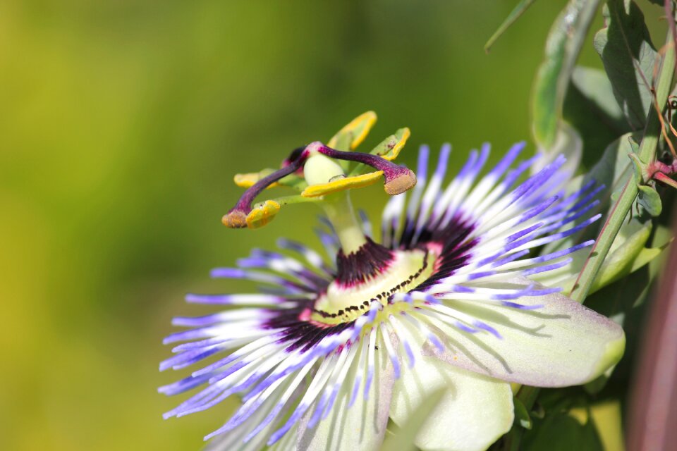 Close up exotic purple