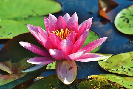 Lily pad blossom bloom