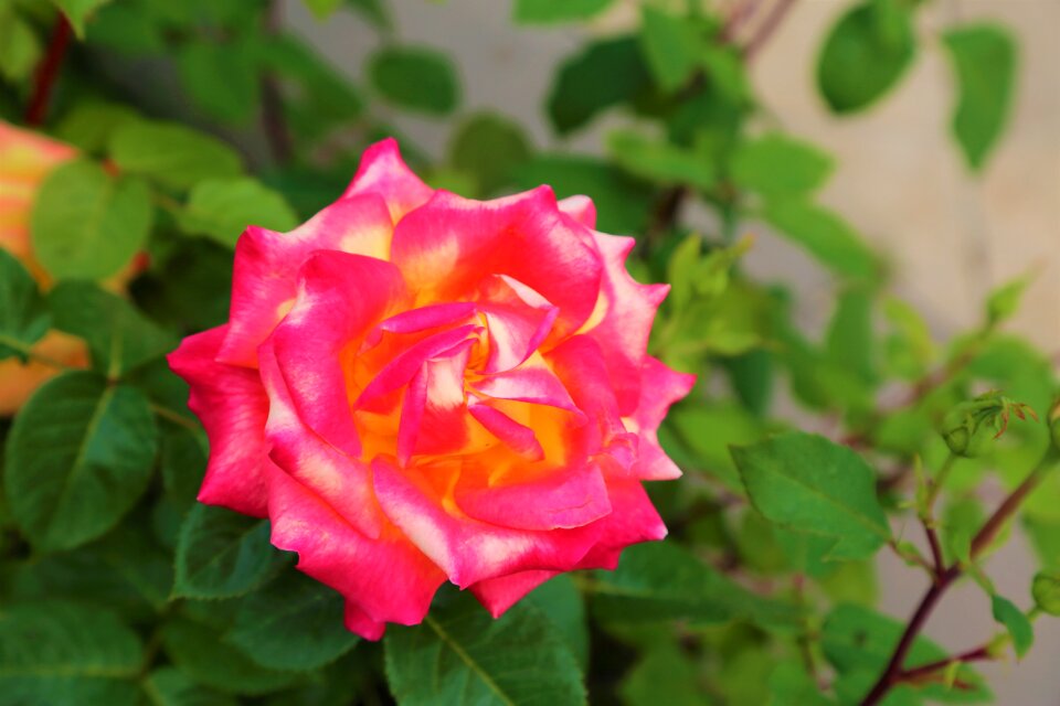Nature plant spring