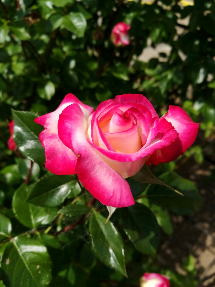 Summer macro pink roses photo