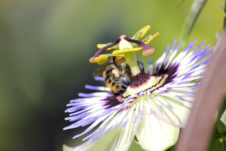 Beauty close up exotic