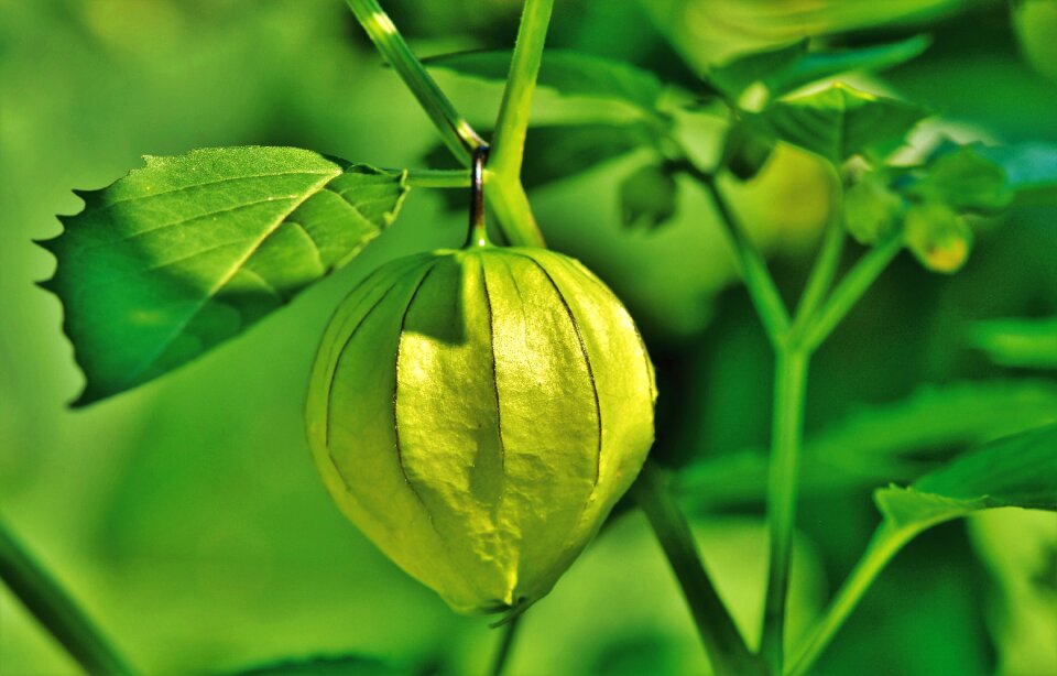 Physalis pericarp nachtschattengewächs