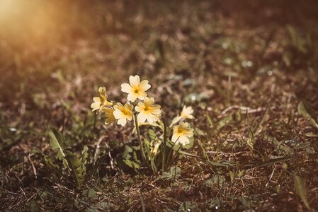 Yellow flower yellow flowers meadow photo