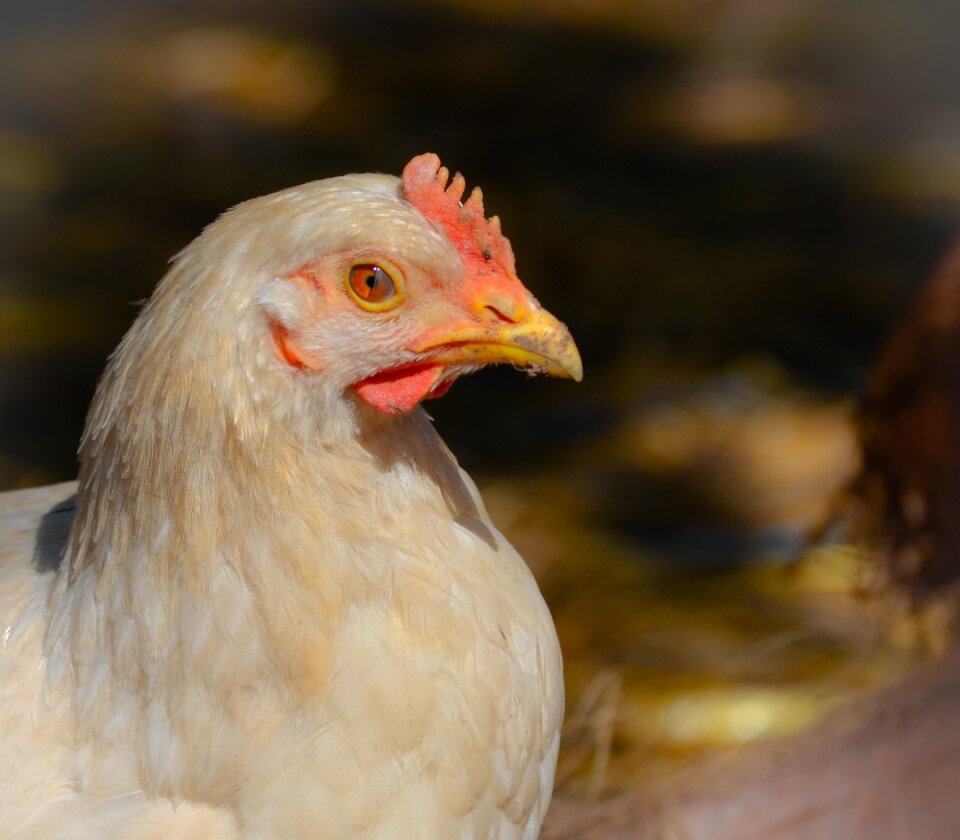 Nature hen animal