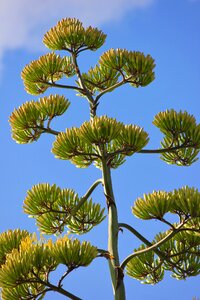 Agave exotic summer