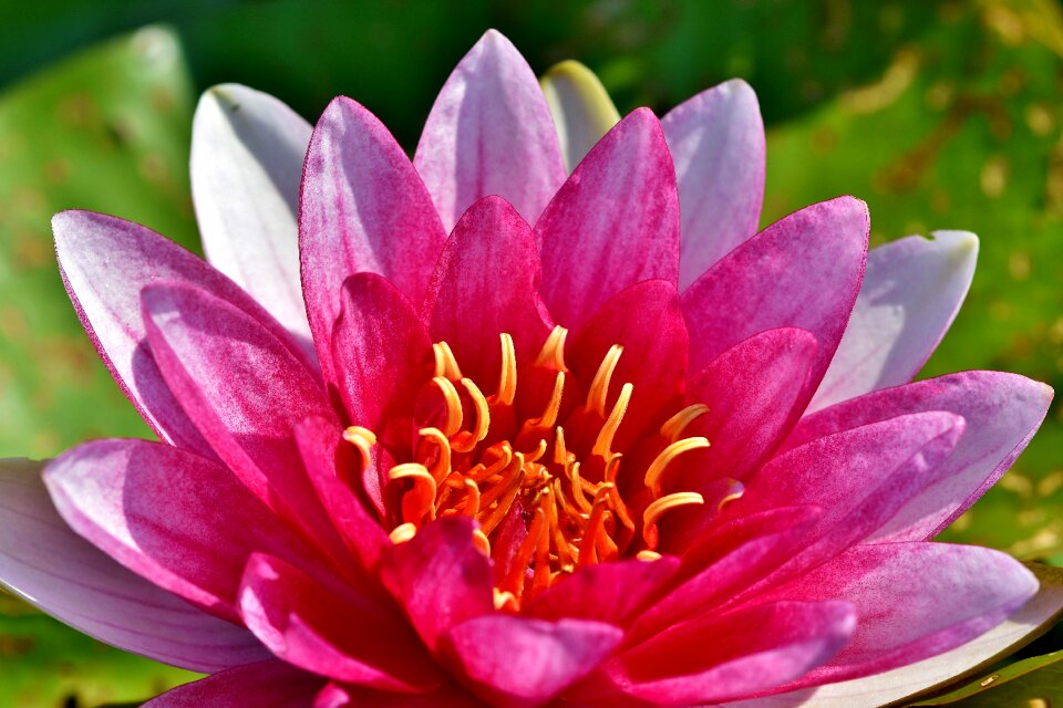 Lily pad blossom bloom