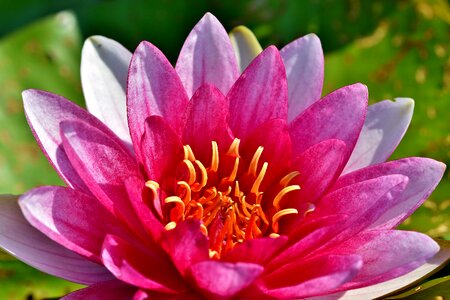 Lily pad blossom bloom