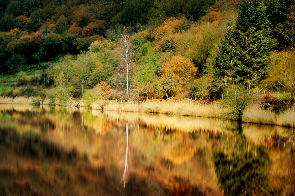 Mirroring trees winter