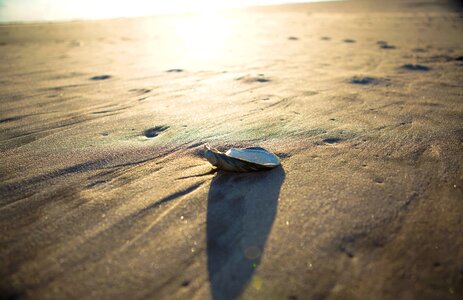 United states sand shell photo