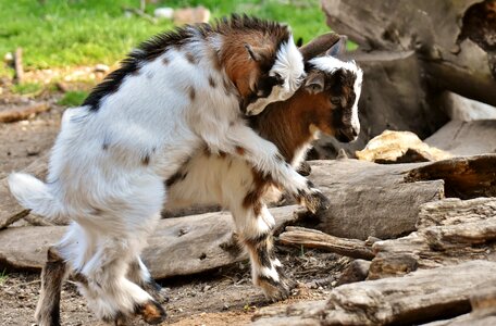 Romp cute small