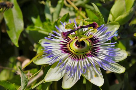 Close up exotic purple photo