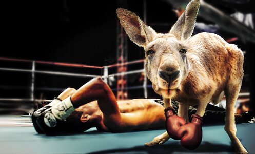 Boxing gloves sport marsupial photo