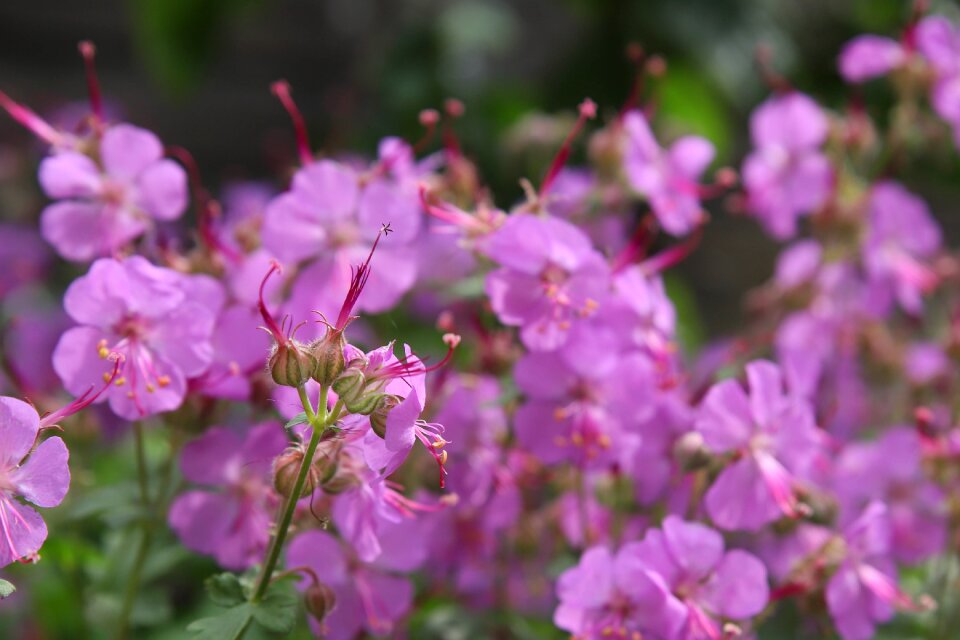 Garden spring plant
