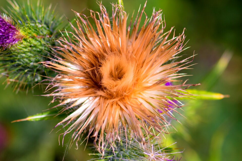 Blossom bloom creeping thistle