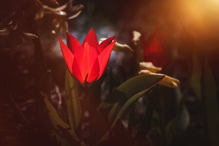 Small small tulip garden