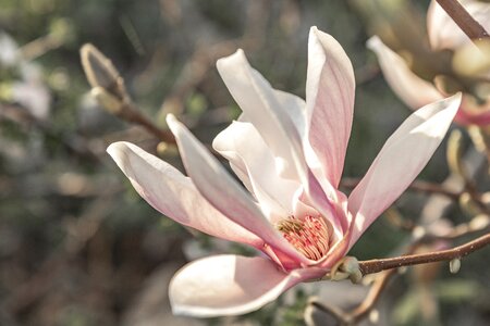 Magnolia leaf inflorescence