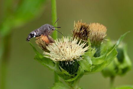 Thistle flower blossom bloom