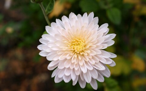 Chrysanthemum beauty nature