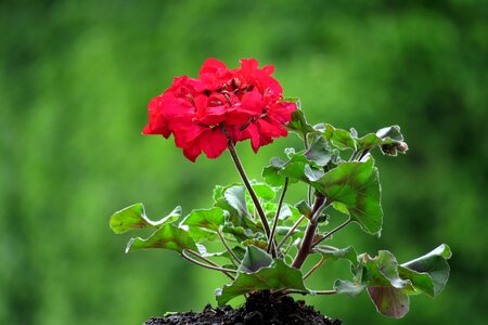 Plant blossom bloom