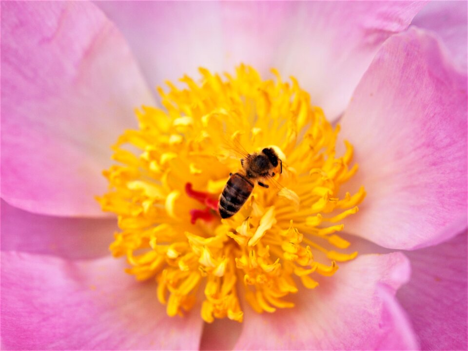 Garden flower bee