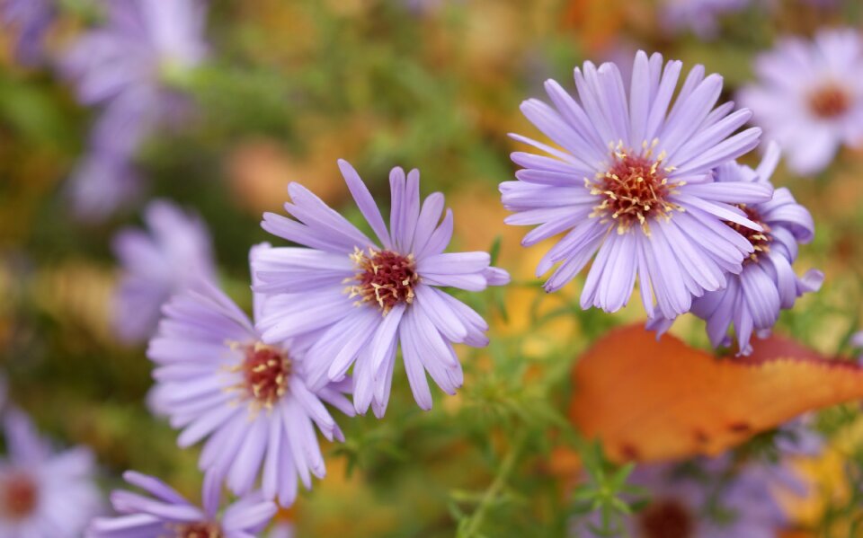 Chrysanthemum beauty nature