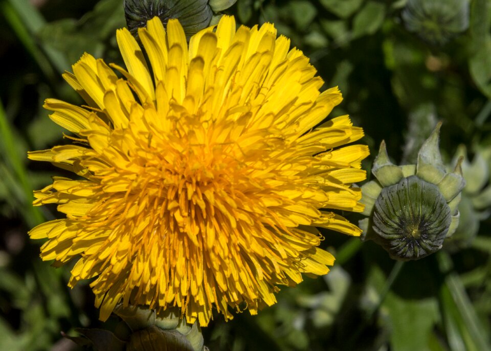 Botany natural macro