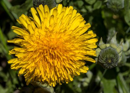 Botany natural macro photo