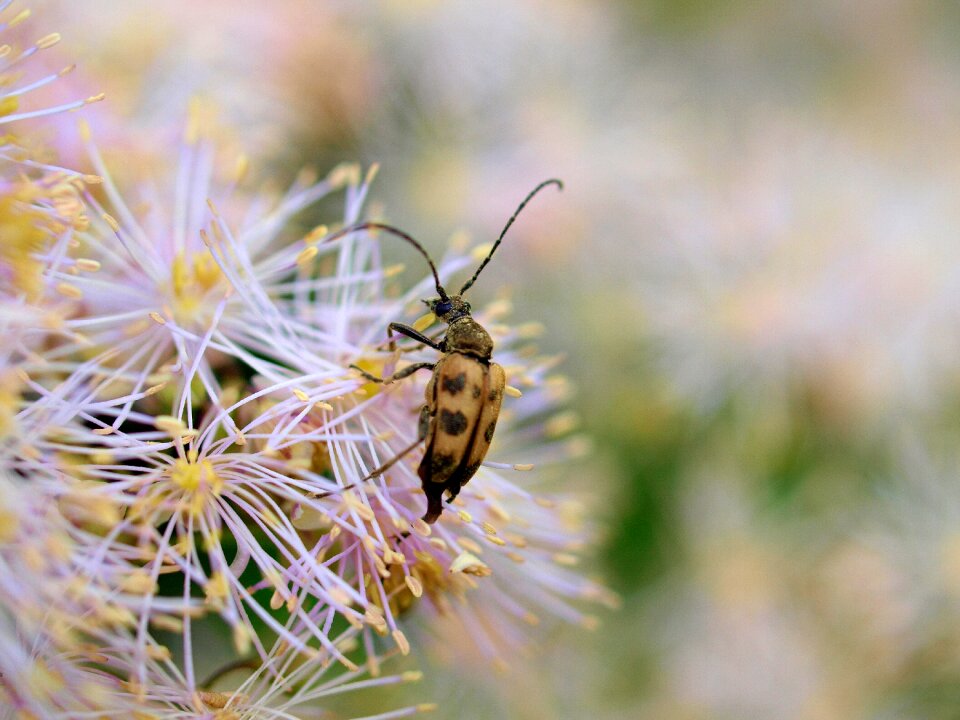 Beetle flower nature