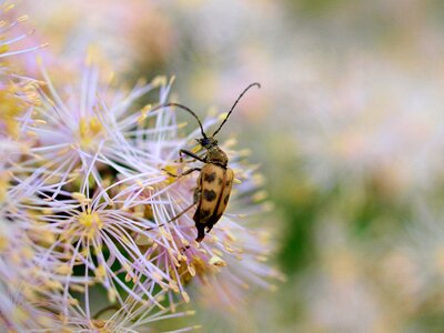 Beetle flower nature